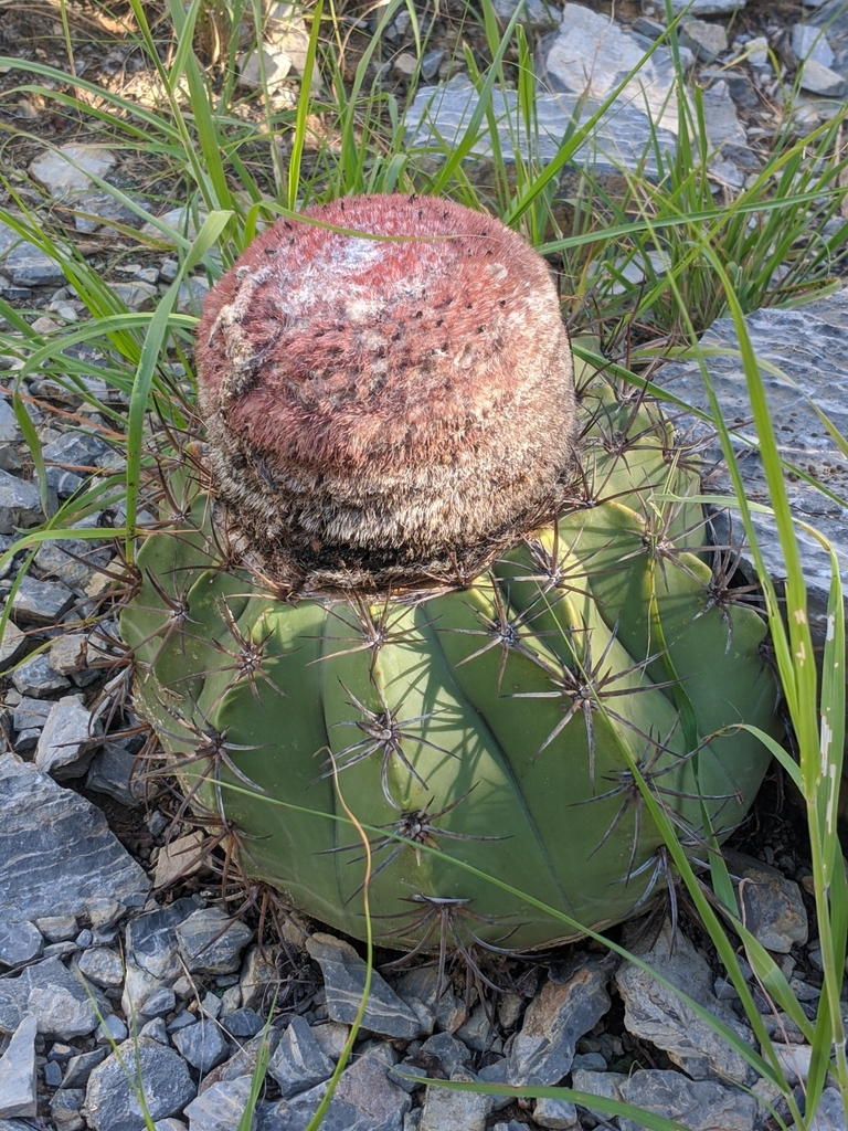 Melocactus neoviridescens