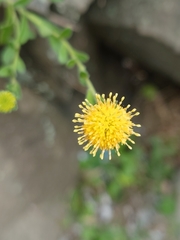 Aster oldhamii