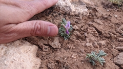 Astragalus amphioxys