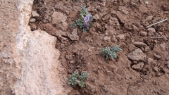 Astragalus amphioxys
