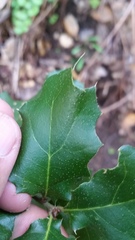 Quercus × ganderi