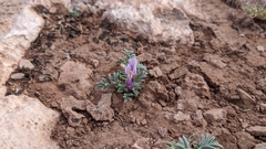 Astragalus amphioxys