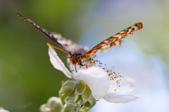 Euphydryas chalcedona