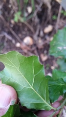 Quercus × ganderi