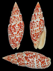 Mitra papalis