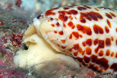 Mitra papalis