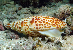 Mitra papalis