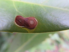 Wilsonomyces carpophilus