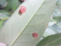 Wilsonomyces carpophilus