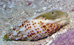 Mitra papalis