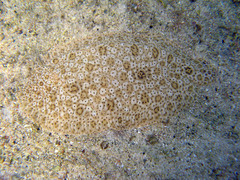 Pardachirus marmoratus