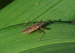 Nabis roseipennis