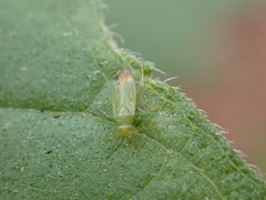 Orthotylinae