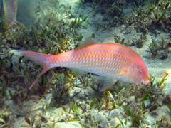 Parupeneus heptacantha