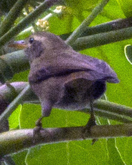 Giant White-Eye photo 3