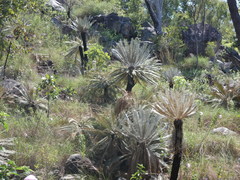 Cycas calcicola