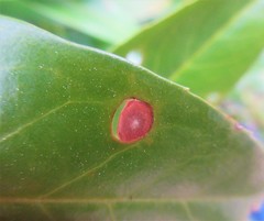 Wilsonomyces carpophilus