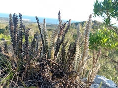 Pleopeltis lepidopteris