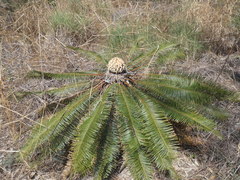 Cycas calcicola
