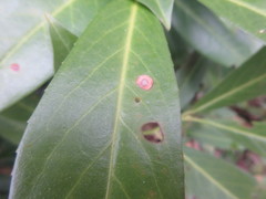 Wilsonomyces carpophilus