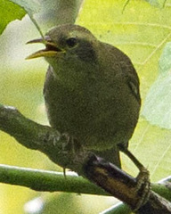 Giant White-Eye photo 2