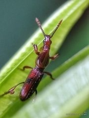 Cyphagogini