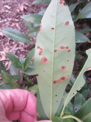 Wilsonomyces carpophilus