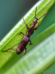 Cyphagogini