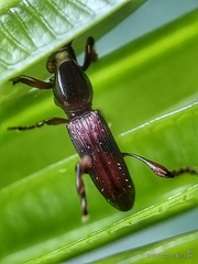 Cyphagogini