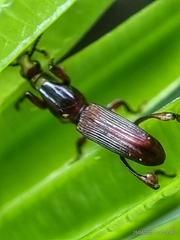 Cyphagogini