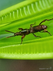 Cyphagogini