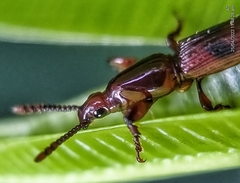 Cyphagogini