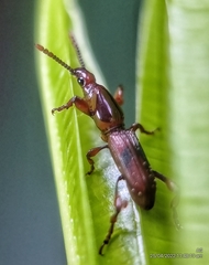 Cyphagogini