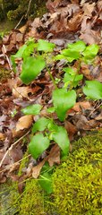 Thaspium trifoliatum aureum
