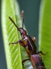 Cyphagogini