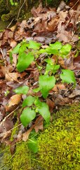 Thaspium trifoliatum aureum