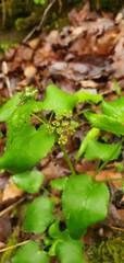 Thaspium trifoliatum aureum