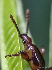 Cyphagogini