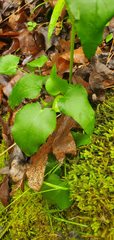 Thaspium trifoliatum aureum