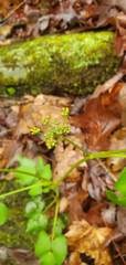 Thaspium trifoliatum aureum