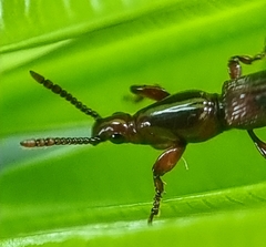 Cyphagogini