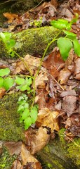 Thaspium trifoliatum aureum