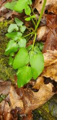 Thaspium trifoliatum aureum