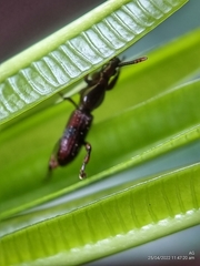 Cyphagogini