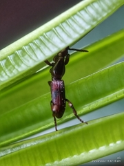 Cyphagogini