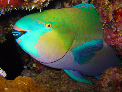 Rusty Parrotfish