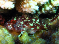 Sebastapistes cyanostigma