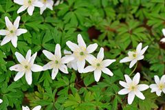 Anemonoides nemorosa