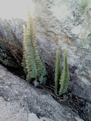 Pleopeltis lepidopteris