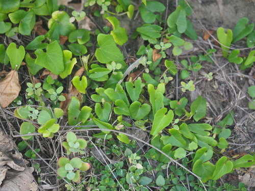Image of Ipomoea littoralis by no rights reserved
